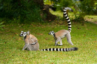 Madagaskar 7